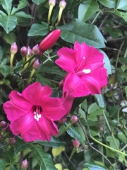 Ipomoea horsfalliae