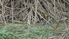 Chrysomus icterocephalus