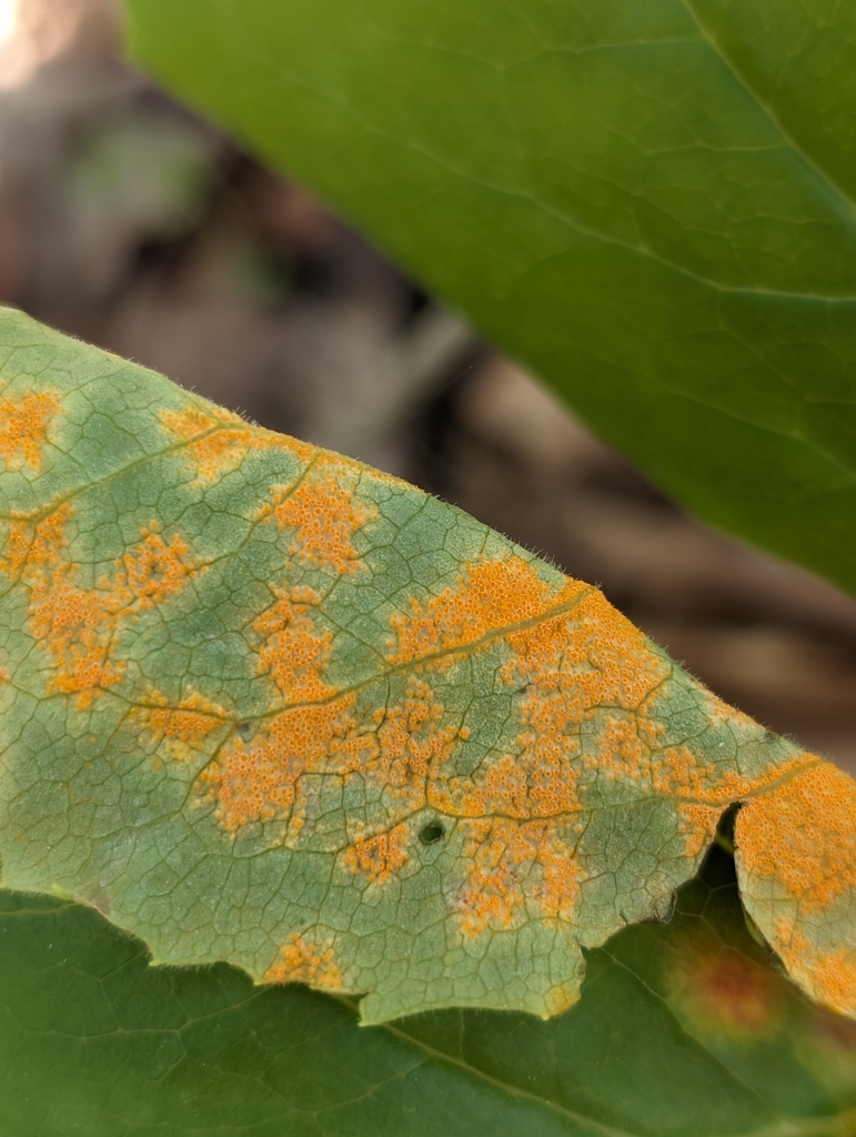 Mayapple Rust Mayapple Rust in April 2024 by Billy Gottenstrater · iNaturalist