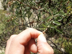 Adesmia miraflorensis