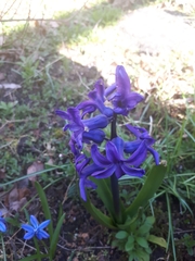Hyacinthus