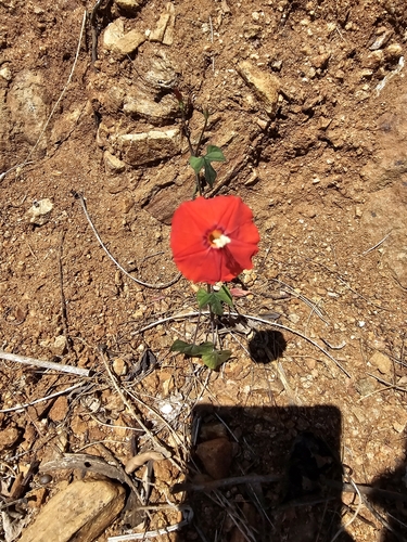 Foto de Sete-léguas