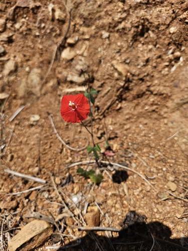 Foto de Sete-léguas