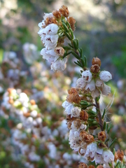 Erica subdivaricata
