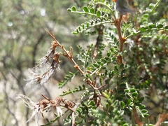 Adesmia miraflorensis