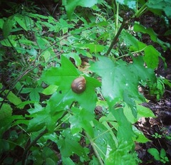 Cornu aspersum