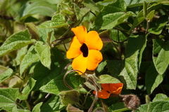 Thunbergia alata image