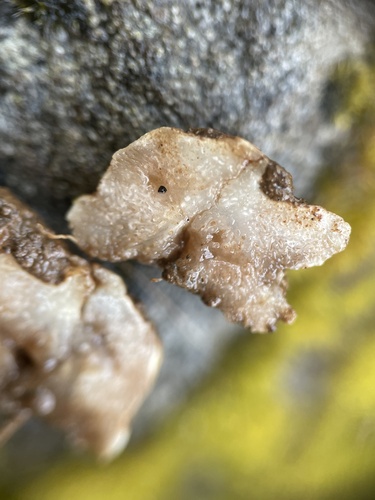 Representative image of Protoglossum niveum