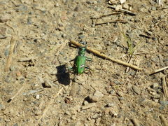 Cicindela purpurea