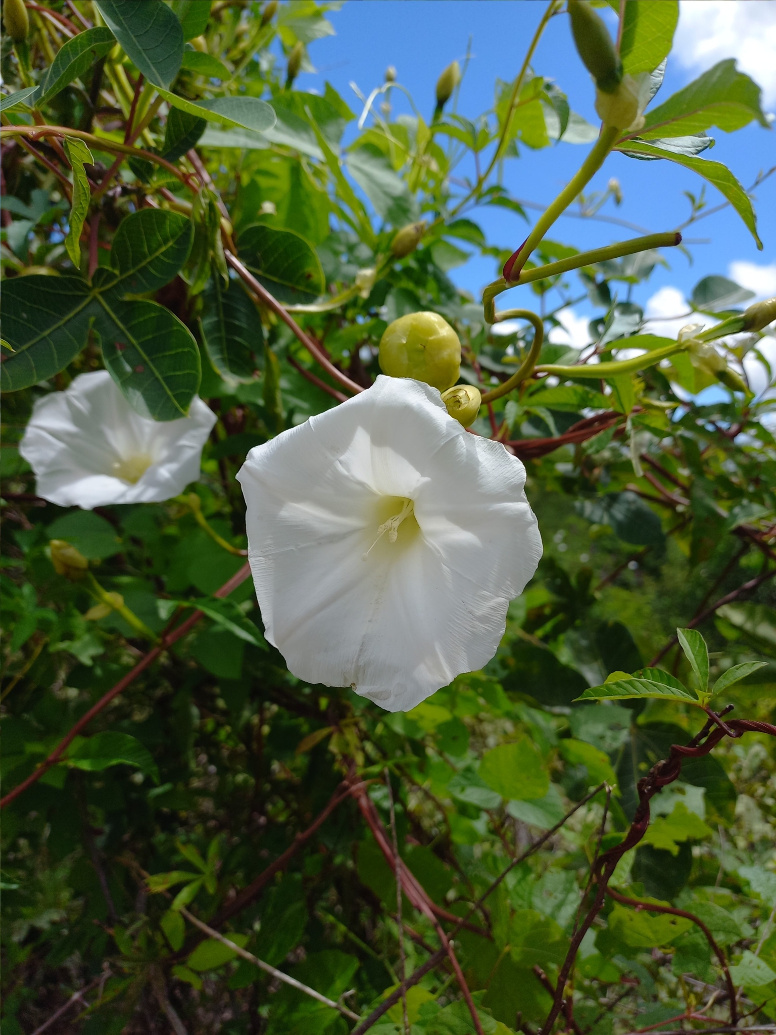 Imagem de Jalapa