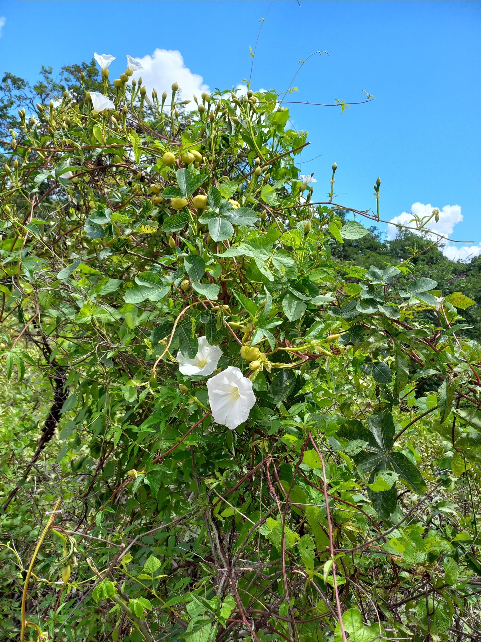 Imagem de Jalapa