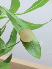 Amphibolips quercusracemaria