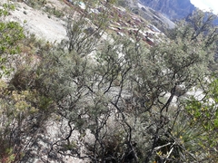 Adesmia miraflorensis