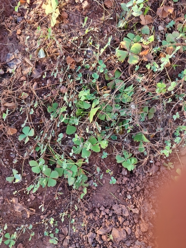 Marsilea crenata iNat (2)