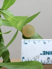 Amphibolips quercusracemaria