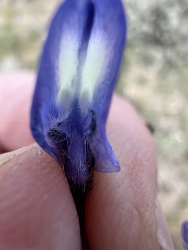 Image of Lupinus saxosus by no rights reserved