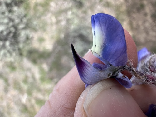 Image of Lupinus saxosus by no rights reserved