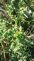 Asparagus fasciculatus