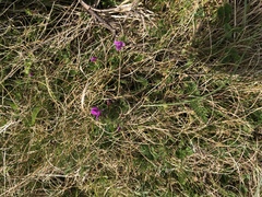 Magnoliopsida