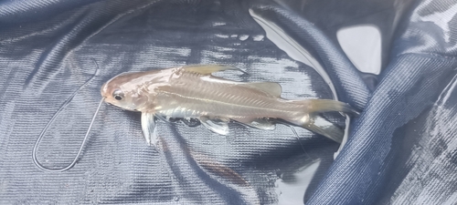 Wolff's mystus (Mystus wolffii) — Bagridae — 4