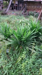 Yucca rupicola