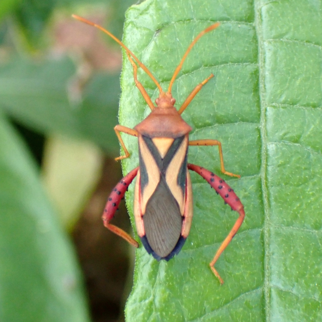 Crinocerus sanctus