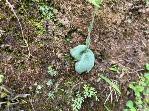 Platanthera stenoglossa iNat (1)