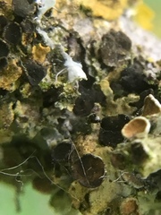 Xanthoriicola physciae