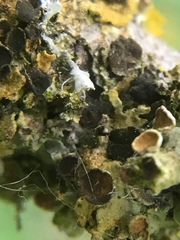 Xanthoriicola physciae