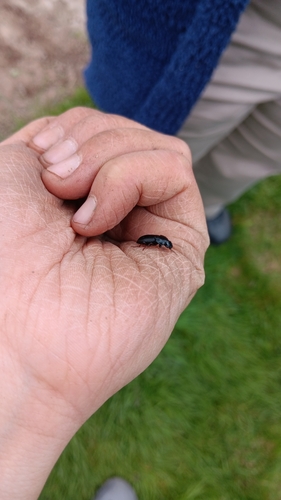 Two-marked harp ground beetle photo 4