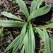 Allium tricoccum burdickii - Photo (c) lbrentner, μερικά δικαιώματα διατηρούνται (CC BY-NC)