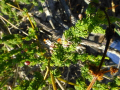 Asparagus fasciculatus