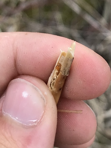Melanagromyza gentianivora