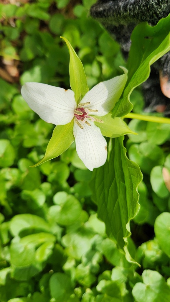 drooping trillium in April 2024 by smuller · iNaturalist