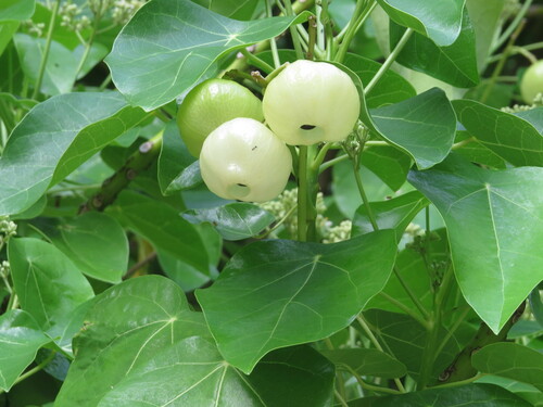 Image of Hernandia nymphaeifolia by (c) ian_mcallan, some rights reserved (CC BY)