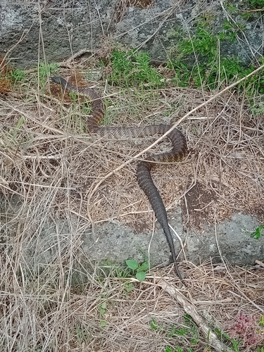 Tiger Snake sighting