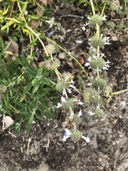 Salvia leucophylla