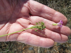 Oxalis bifida