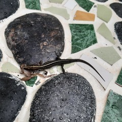 Pholidobolus vertebralis