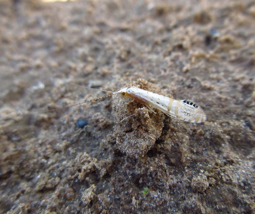 Nectopsyche flavofasciata
