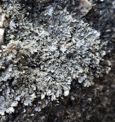 Phaeophyscia hirsuta