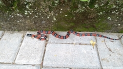 Erythrolamprus bizona
