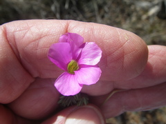 Oxalis bifida