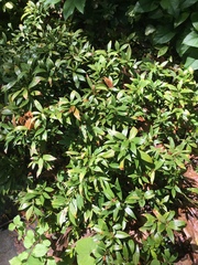 Sarcococca hookeriana