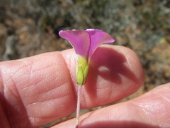 Oxalis bifida