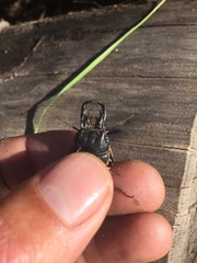 Pachyodontus languidus