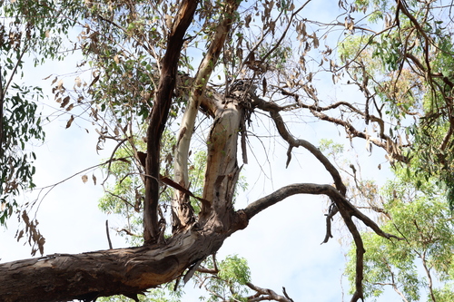 Image of Eucalyptus Chloroclada by (c) Greg Tasney, some rights reserved (CC BY-SA)