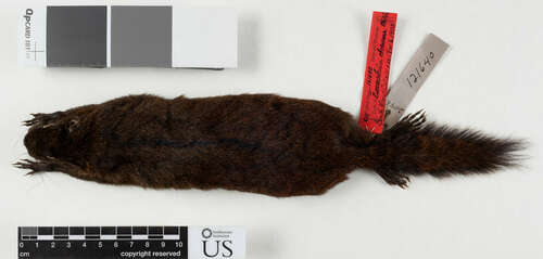 Mentawai Three-striped Squirrel (Lariscus obscurus) — Near Threatened Mammalia