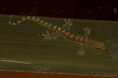 Lepidodactylus lugubris image