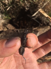 Pachyodontus languidus